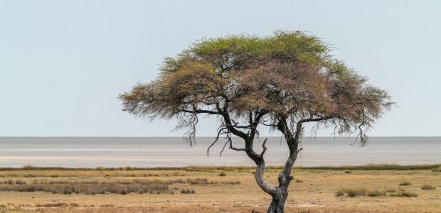 Toto a ich hit „Africa“: príbeh o láske, Afrike a nečakanom úspechu